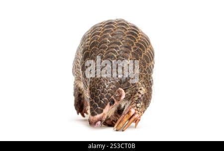 Pangopup de dix mois, pangolins chinois, Manis pentadactyla, isolé sur blanc Banque D'Images