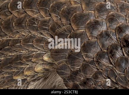 Pangopup de dix mois, pangolins chinois, Manis pentadactyla, isolé sur blanc Banque D'Images