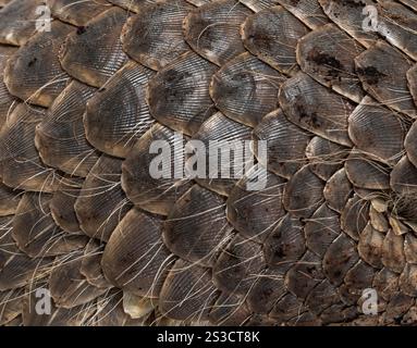 Pangopup de dix mois, pangolins chinois, Manis pentadactyla, isolé sur blanc Banque D'Images