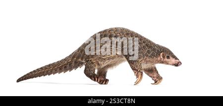 Pangopup de dix mois, pangolins chinois, Manis pentadactyla, isolé sur blanc Banque D'Images