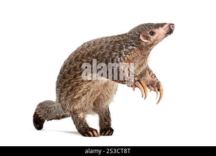 Pangopup de dix mois, pangolins chinois, Manis pentadactyla, isolé sur blanc Banque D'Images