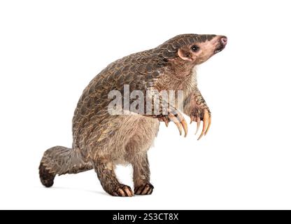 Pangopup de dix mois, pangolins chinois, Manis pentadactyla, isolé sur blanc Banque D'Images