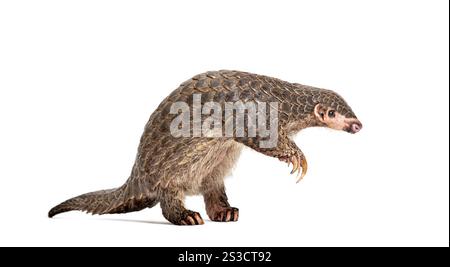 Pangopup de dix mois, pangolins chinois, Manis pentadactyla, isolé sur blanc Banque D'Images