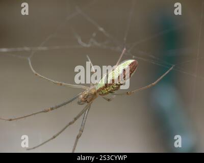 Shadow Stretch Spider (Tetragnatha montana) Banque D'Images