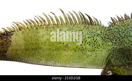 Gros plan de la peau et de la crête dorsale d'un dragon d'eau chinois, Physignathus cocincinus Banque D'Images