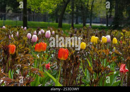 Tulipes encore brillantes dans un lit trempé de pluie Banque D'Images