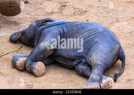 Un bébé éléphant est allongé sur le sol. Il porte un col bleu. L'éléphant dort Banque D'Images