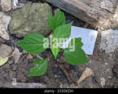 Raie des bois des Antilles (Laportea aestuans) Banque D'Images