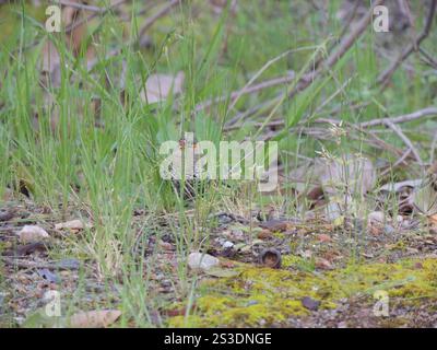 Red-eared Firetail (Stagonopleura oculata) Banque D'Images