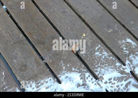 Vole à dos rouge du Nord (Clethrionomys rutilus) Banque D'Images