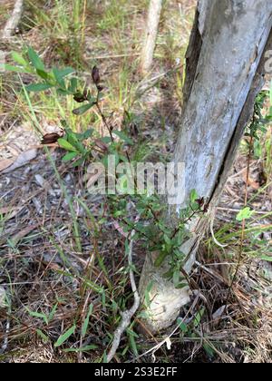 Croix d'Andrew (Hypericum hypericoides) Banque D'Images