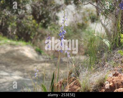Soleil parfumée Orchid (Thelymitra macrophylla) Banque D'Images