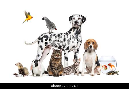 Grand groupe d'animaux de compagnie, chiens, chats, furet, rongeurs, oiseaux, poissons, tortues, assis et debout devant un fond blanc Banque D'Images