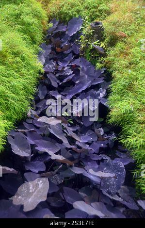 Colocasia esculenta 'Black Magic' (oreilles d'éléphant noir) feuilles cultivées au jardin de Balata, Fort-de-France, Martinique, Antilles, Caraïbes. Banque D'Images