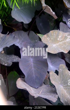 Colocasia esculenta 'Black Magic' (oreilles d'éléphant noir) feuilles cultivées au jardin de Balata, Fort-de-France, Martinique, Antilles, Caraïbes. Banque D'Images