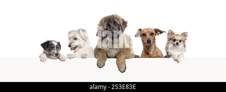 groupes de chiens différents s'appuyant sur une bannière web vide pour placer du texte. Espace vide pour le texte, isolé sur blanc Banque D'Images