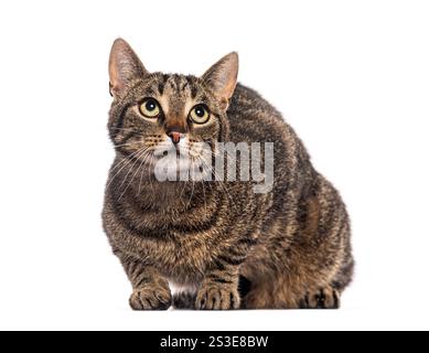 Chat domestique à rayures avec des yeux jaunes vifs assis et regardant curieusement Banque D'Images