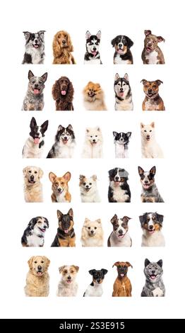 Collage de nombreuses races de chiens différentes et taille regardant heureux à la caméra et haletant sur un fond blanc Banque D'Images