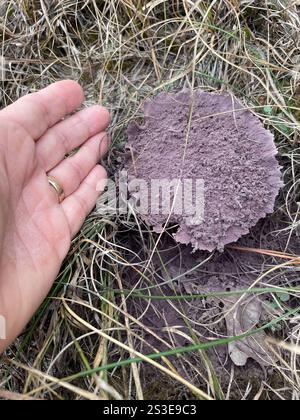 Bouffball à taches violettes (Calvatia cyathiformis) Banque D'Images