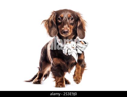 Teckel à poil long chocolat et bronzé portant une écharpe blanche avec des pois noirs et des rayures dorées, marchant sur fond blanc Banque D'Images