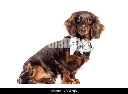 Teckel à poil long chocolat et bronzé portant une écharpe blanche avec des pois noirs, assis et posant sur un fond blanc Banque D'Images