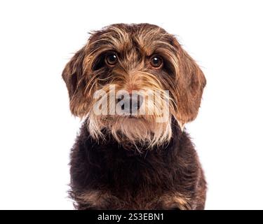 Portrait de studio d'adorable chien teckel à poil de fil posant sur fond blanc Banque D'Images