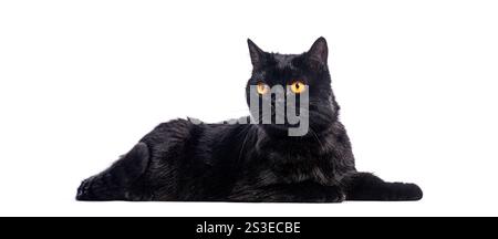 Adorable chat noir british shorthair couché et regardant loin, isolé sur fond blanc Banque D'Images