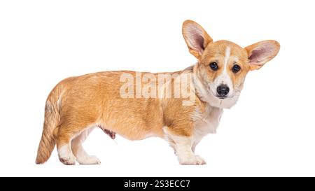 Adorable cardigan corgi gallois debout et regardant vers l'avant sur un fond blanc Banque D'Images