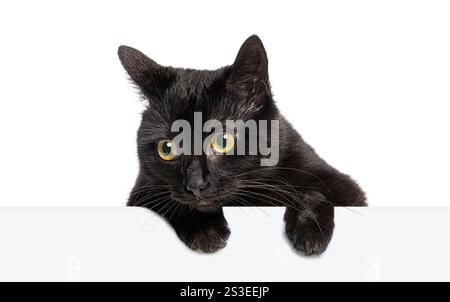 Curieuse chatte noire aux yeux jaunes jetant un coup d'œil sur une bannière blanche vierge regardant sur le côté, isolée sur blanc Banque D'Images