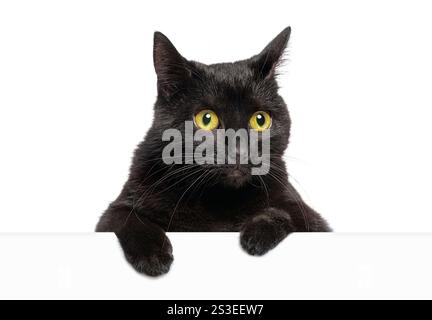 Curieuse chatte noire aux yeux jaunes jetant un coup d'œil sur une bannière blanche vierge regardant sur le côté, isolée sur blanc Banque D'Images