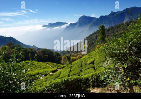 Champ de thé à Munnar, Kerala, Inde. Beau paysage de Munnar avec des montagnes et des nuages blancs en arrière-plan. Banque D'Images