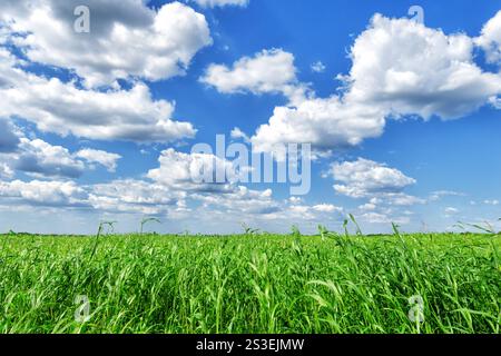 Beau paysage d'été sur fond de nuages blancs. Jeunes pousses d'herbe verte par une journée chaude et ensoleillée. Banque D'Images