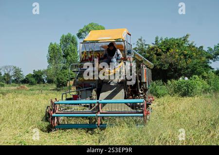 conducteur sur une machine de battage de couleurs vives travaille sur une petite ferme de riz dans la province de phetchabun, en thaïlande rurale Banque D'Images