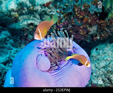 Heteractis magnifica (magnifique anémone de mer) avec Amphiprion nigripes (poisson-clown des Maldives) Banque D'Images