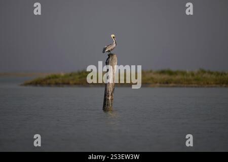 Pélican brun assis sur un poteau dans une baie, Aransas National Wildlife, Texas Banque D'Images