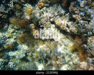 Vue sous-marine aux rochers envahis par l'anémone de mer appelé anémone de Snakelocks méditerranéens (Anemonia sulcata), Sant Andrea, Italie Banque D'Images