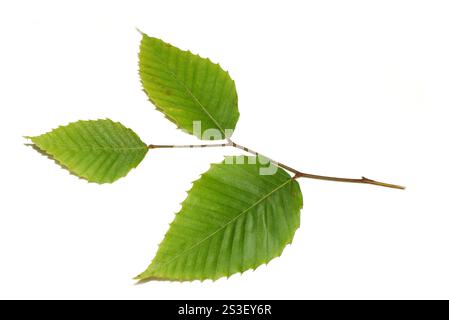 Hêtre américain Fagus grandiflora feuilles isolées sur fond blanc Banque D'Images