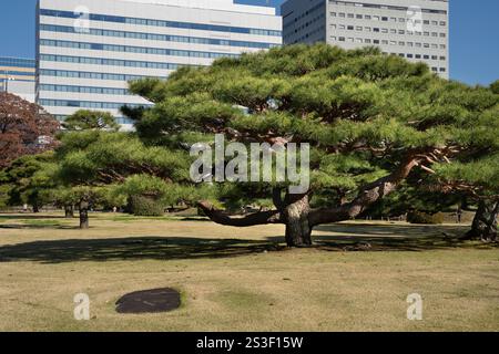Feuilles d'automne dans les jardins Hamarikyu, Tokyo, Japon. Hamarikyu Garden est situé dans le centre de Tokyo, à côté de la baie de Tokyo, dans le quartier de Shiodome. Banque D'Images