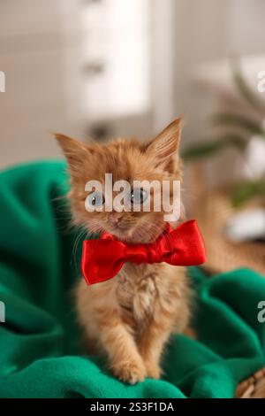 Chaton gingembre mignon avec arc à la maison Banque D'Images