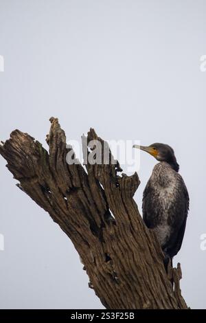 Gros plan du grand cormoran assis sur une branche d'arbre dans une forêt Banque D'Images