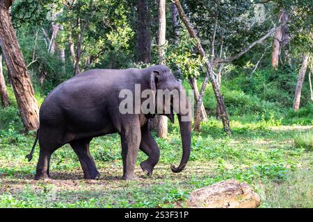 Gros plan d'un éléphant sur sa moutarde ou de la période incontournable prise lors d'un safari dans la jungle Banque D'Images