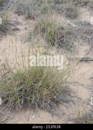 King Ranch bluestem (Bothriochloa ischaemum) Banque D'Images