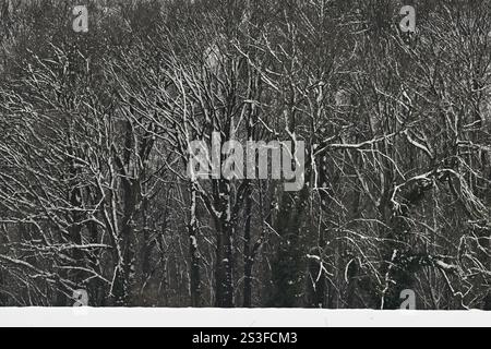 Bertem, Belgique. 09 janvier 2025. Un paysage enneigé comme la Belgique a un temps hivernal enneigé aujourd'hui, à Bertem, jeudi 09 janvier 2025. BELGA PHOTO DIRK WAEM crédit : Belga News Agency/Alamy Live News Banque D'Images