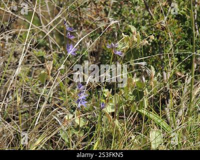 Soleil parfumée Orchid (Thelymitra macrophylla) Banque D'Images