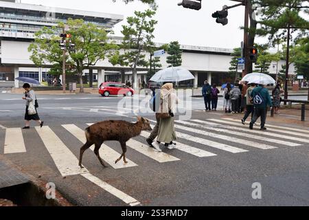 Tame Deer se promène dans le parc Nara, près de Kyoto, Japon. Les cerfs sont sacrés à la religion shinto, règnent librement la ville, certains ont appris à s'incliner pour se nourrir. Banque D'Images