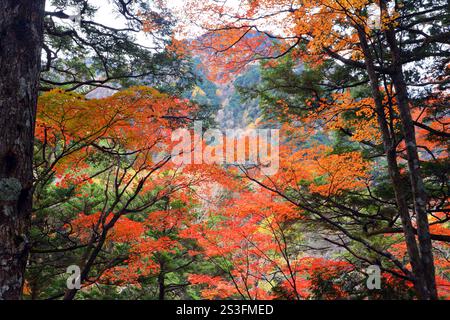 Couleurs d'automne au Japon, feuilles d'automne sur les arbres dans les montagnes des Alpes de la région de Nagano, Honshu Banque D'Images