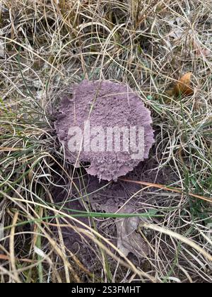 Bouffball à taches violettes (Calvatia cyathiformis) Banque D'Images