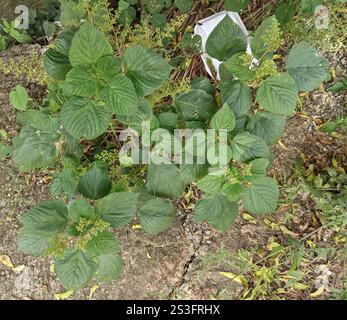 Raie des bois des Antilles (Laportea aestuans) Banque D'Images