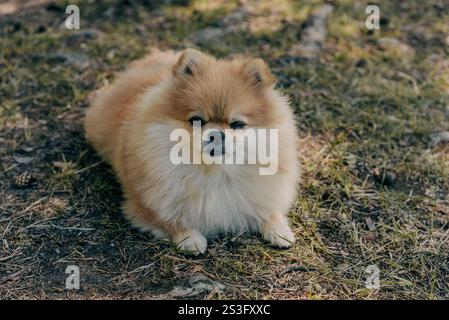 Chien mignon pelucheux assis sur la plage de sable et regardant la caméra, animaux de compagnie marchant Banque D'Images