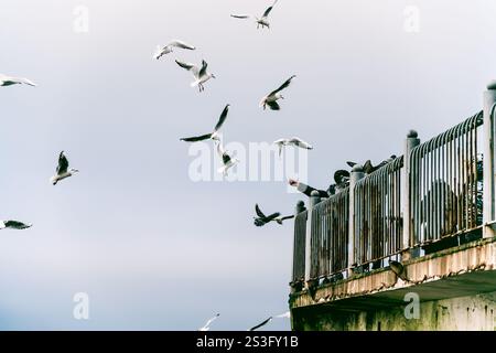Mouette à côté de l'eau de mer, goélands de mer assis balustrade sur fond d'océan Banque D'Images